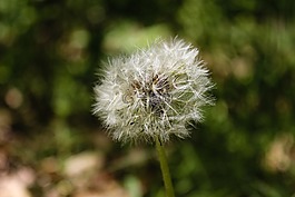 蒲公英,鮮花,植物