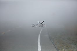 路,街,霧