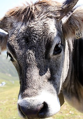 牛,巴伐利亞,奶牛