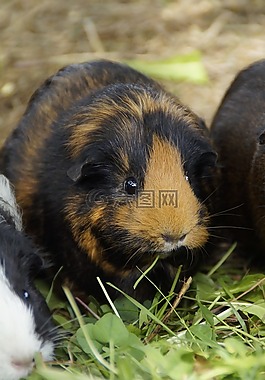 豚鼠,可愛,嚙齒動物