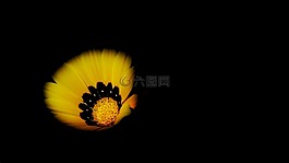 黃色,花瓣,花