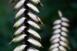 vriesea fosteriana,鲜花,观赏凤梨