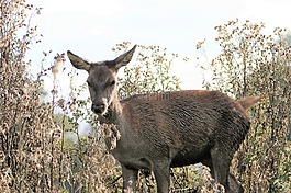 鹿,母鹿,動物