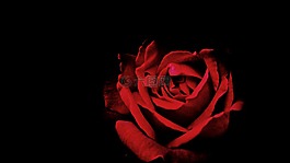 紅色,花瓣,玫瑰