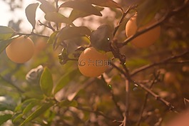 樹,水果,綠色