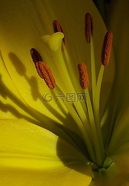 性質(zhì),宏,花卉