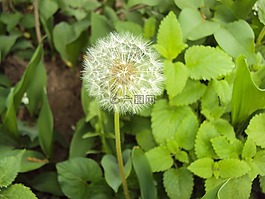 蒲公英,花,種子