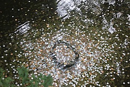 硬幣,水,錢