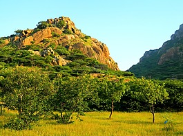 山,樹,自然