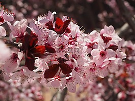 樱桃,花,春