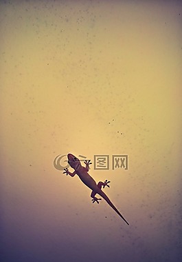 蜥蜴,壁虎,爬行動(dòng)物