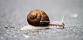蝸牛,動物,蝸牛殼