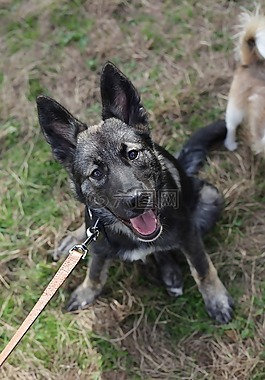 狗,牧羊犬,赫斯基