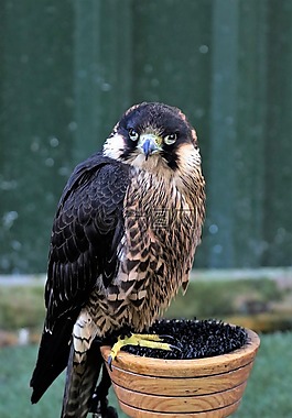 百富勤,獵鷹,鳥