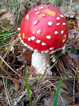 真菌,森林,林