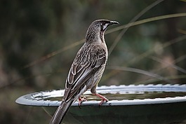 wattlebird,紅wattlebird,花蜜