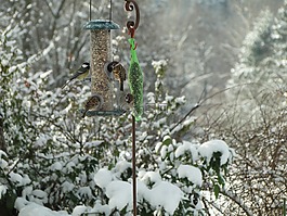 鳥,山雀,麻雀