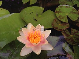 百合,魚(yú),池