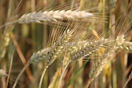 性質(zhì),谷物,農(nóng)業(yè)