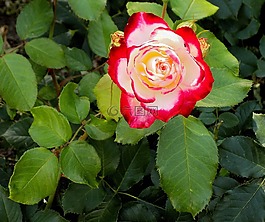 花卉,植物,花瓣