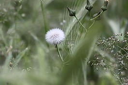 蒲公英,宏,植物區(qū)系