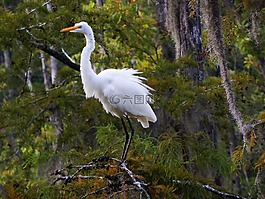 動物,鳥,大白鷺