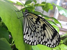 蝴蝶,葉,花園