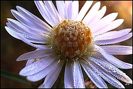 性質(zhì),花卉,宏