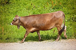 牛肉,牛,動(dòng)物