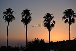 日落,棕櫚樹,夏天