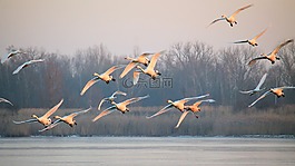 景觀,霧,鳥類