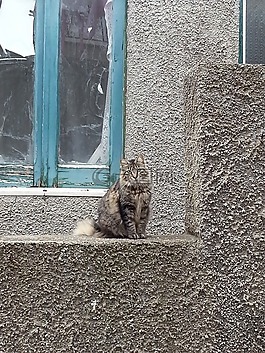 貓咪,年份,國家
