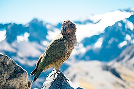 鳥,鳥嘴,羽毛