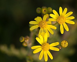 野花,黃色花,字段