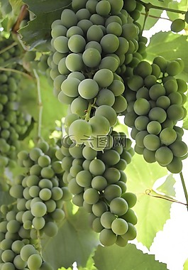 葡萄,葡萄酒,夏天