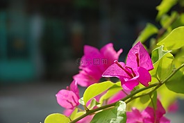 花,粉紅色,紙花卉