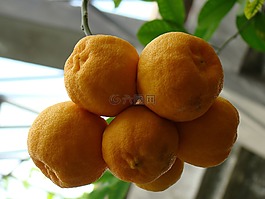 橘子,橙色,水果