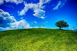 小山,樹(shù),景觀