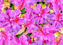 花,植物,特寫