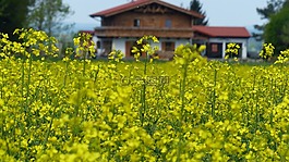 春天,油菜,lewat