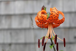 自然,花,虎百合