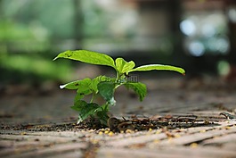 綠色,植物,樹