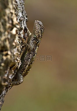 東部的柵欄蜥蜴,特寫,爬行動物
