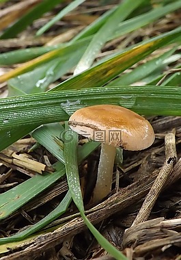 蘑菇,性質(zhì),植物