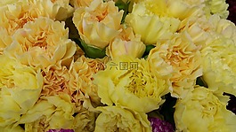 楊,灰燼,鮮花