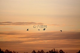 鳥,春,鵝