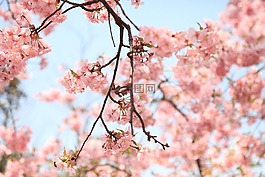 櫻花,春天,風景