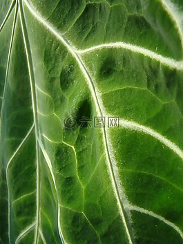 葉,綠色,性質(zhì)
