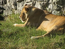 母獅,獅子,動物園