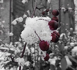 冬天,浆果,雪